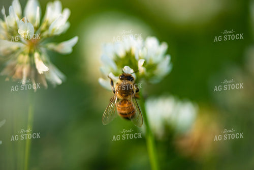 Bee on Flowering White Clover 136058