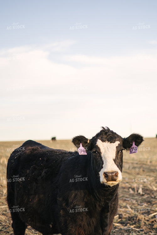 Angus Cow 70136