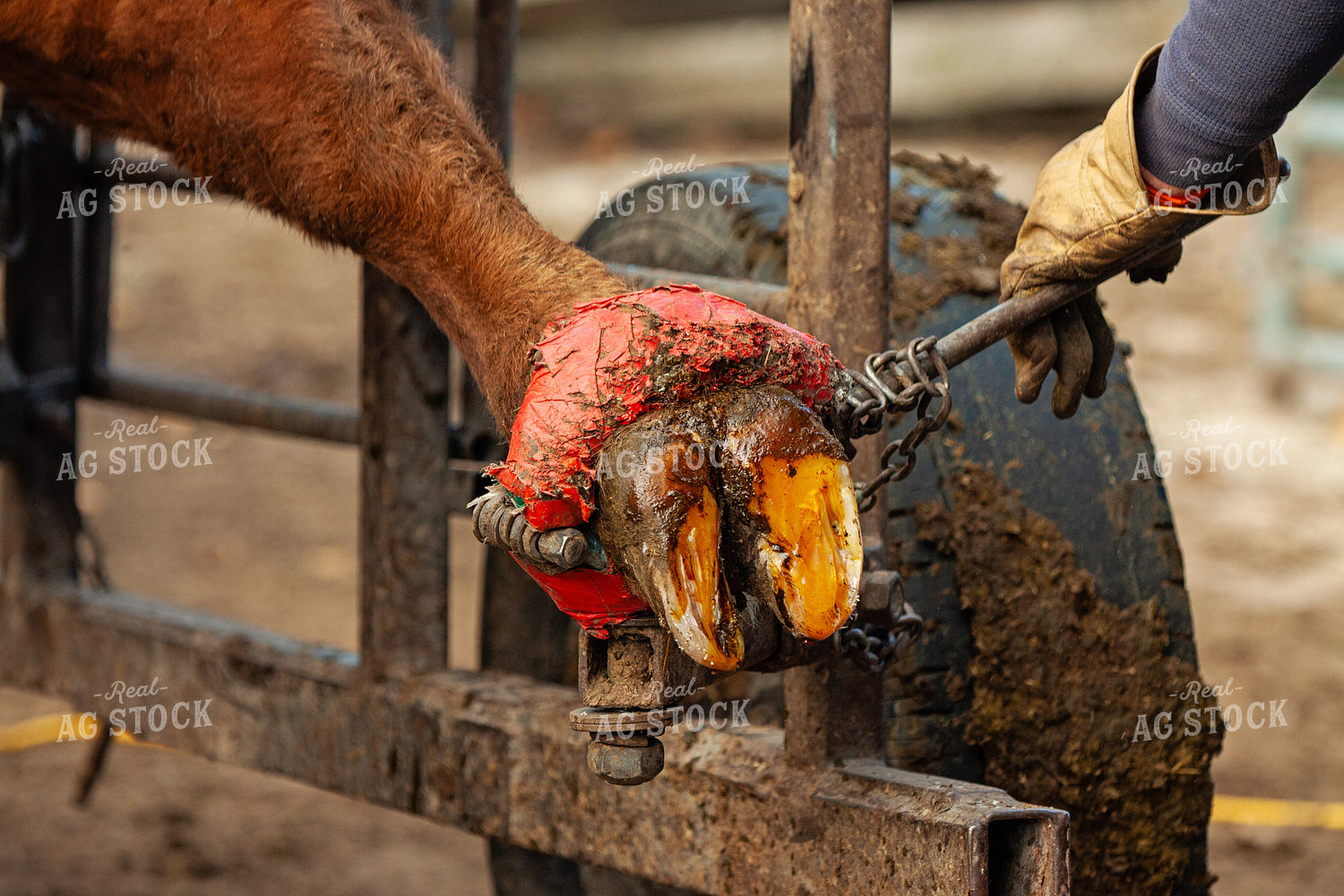 Trimming Hereford Cow Hoof 150039
