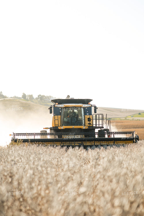 Soybean Harvest 215098