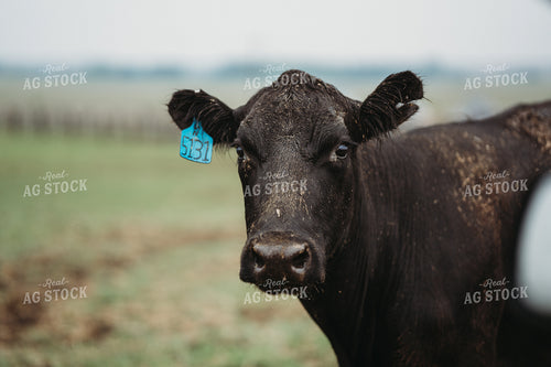 Angus Cattle in Pasture 196160