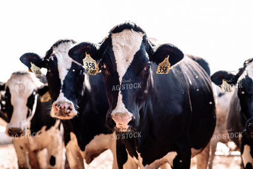 Holstein Cows Shot at Eye Level 137013