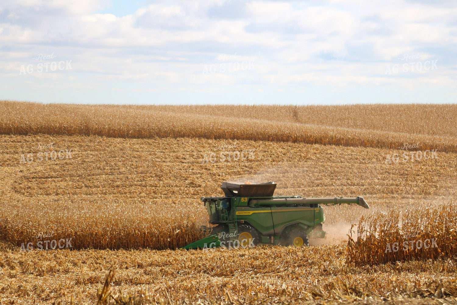 Corn Harvest 82327