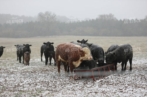Cattle Eating in Snow Covered Pasture 262003