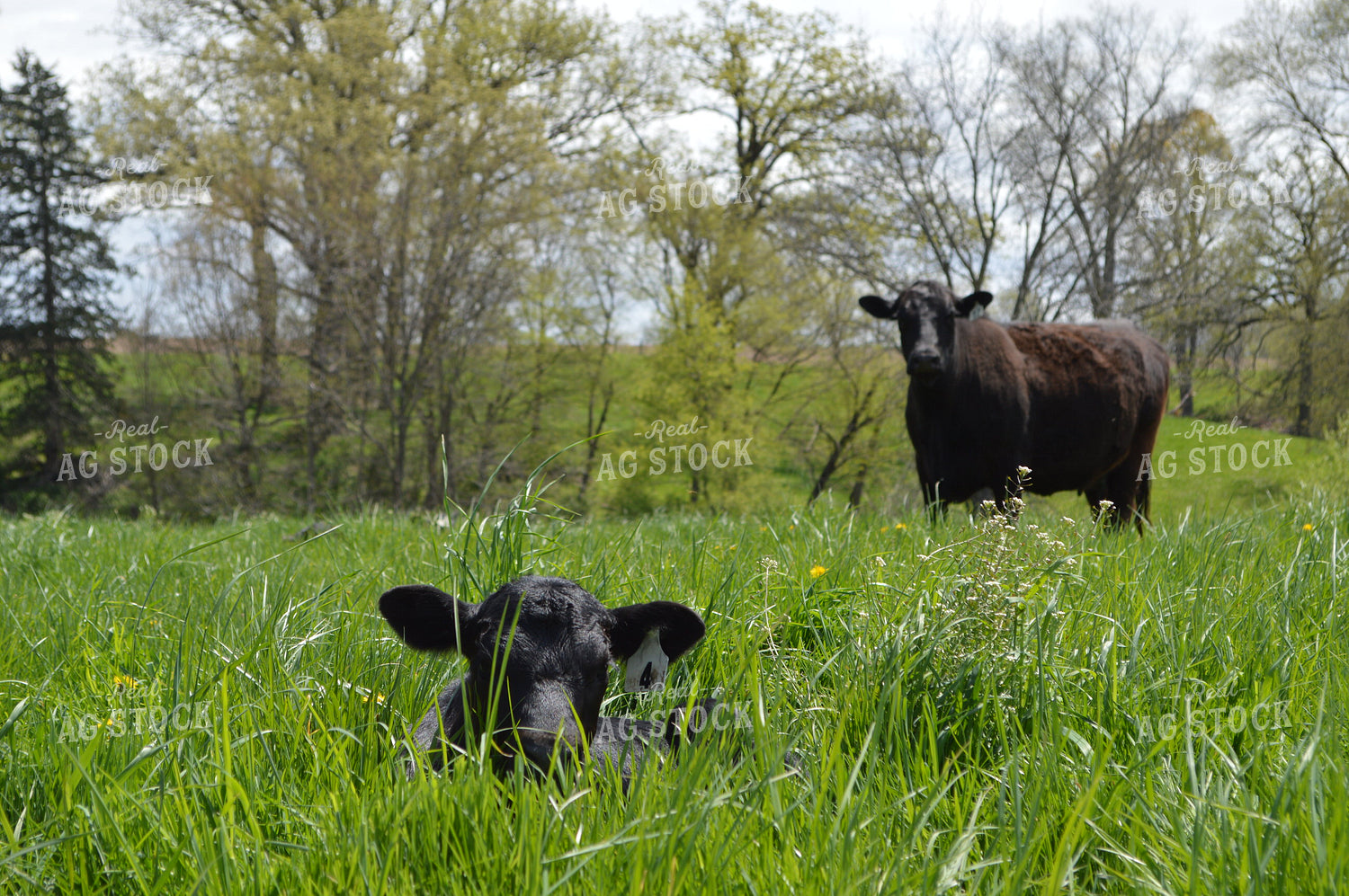 Cow Calf Pair 206086