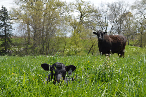 Cow Calf Pair 206086
