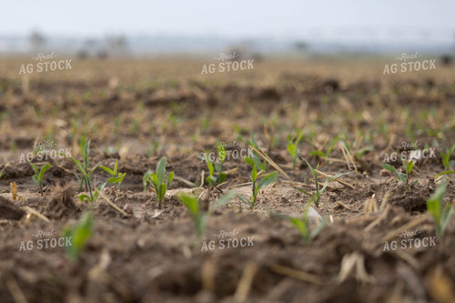Early Growth Corn 97026