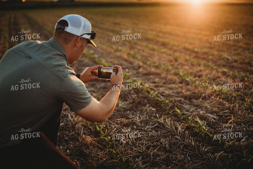 Farmer Agronomist Taking a Picture in Corn and Triticale Cover Crop Field 5914