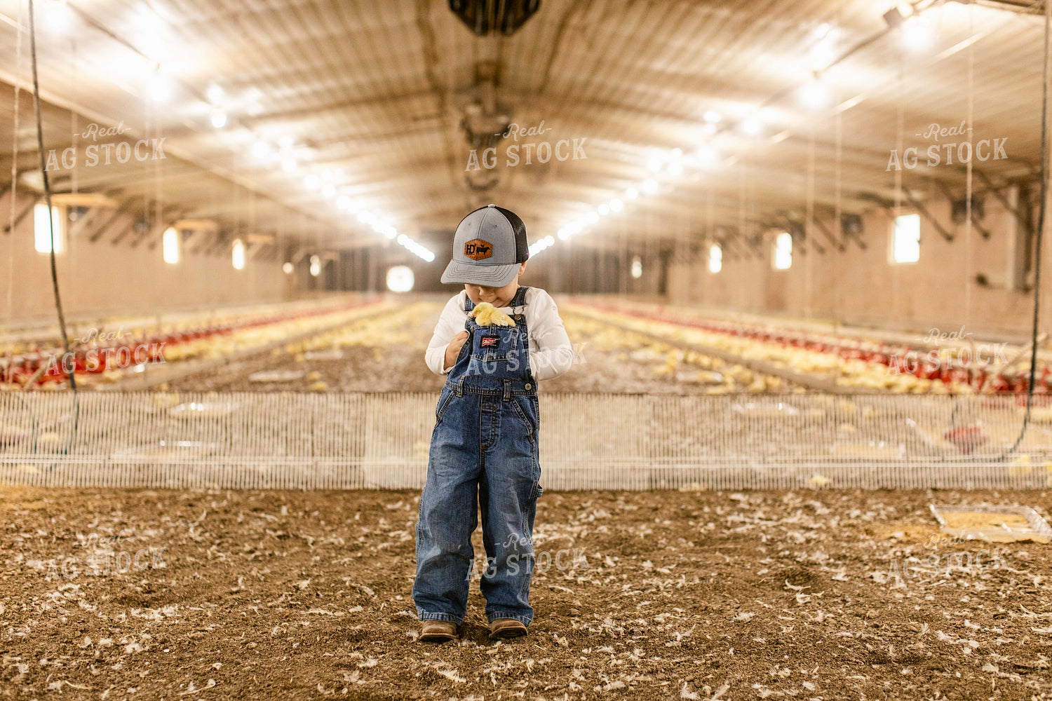 Farm Kid in Chicken Barn 280016