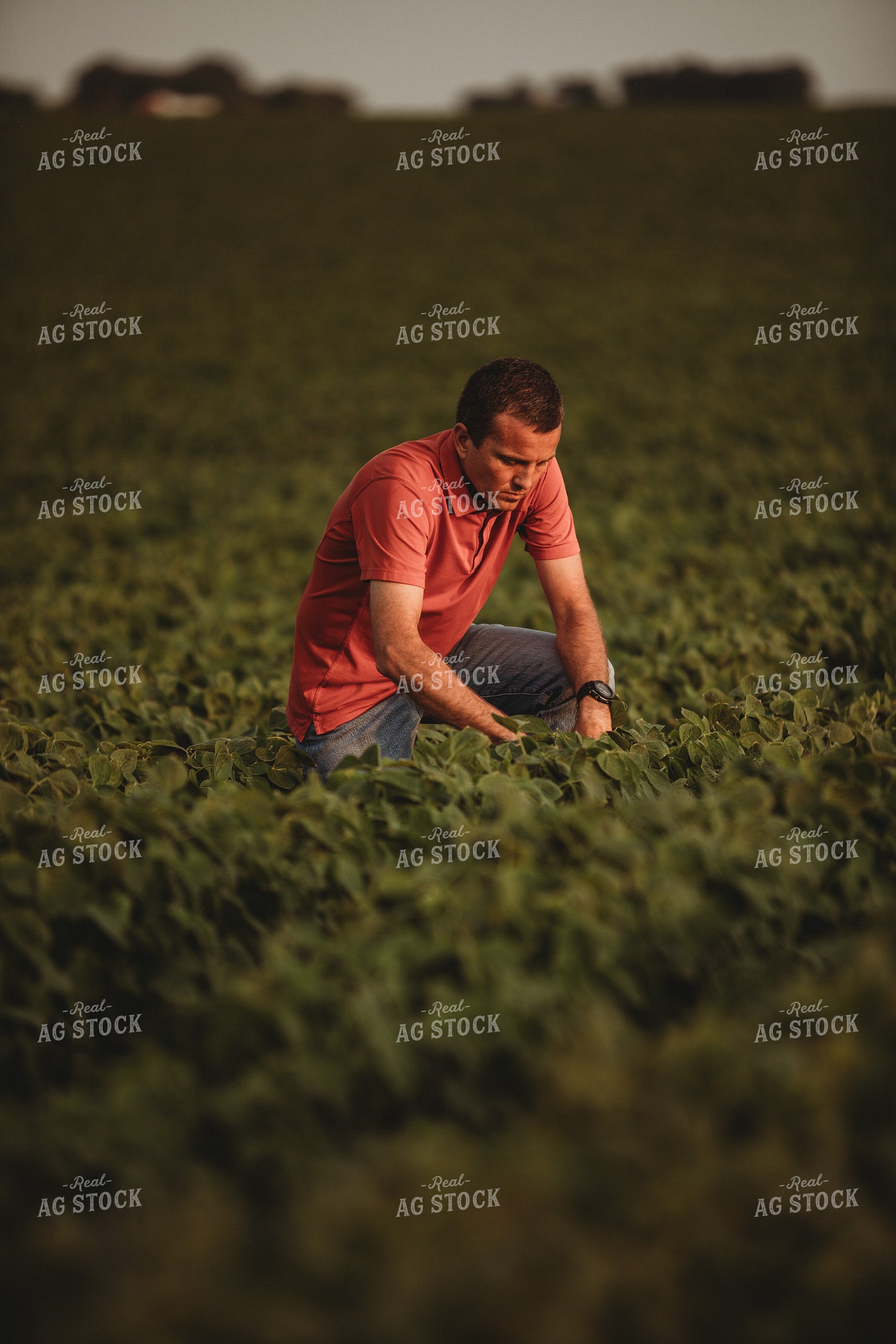 Farmer Checking Soybean Crop 4589