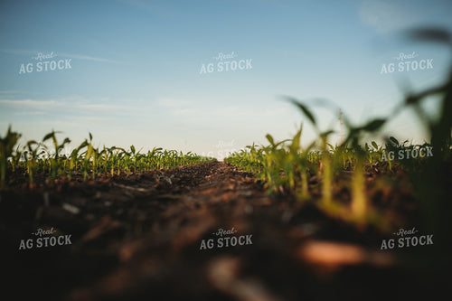 Rows of Early Stage Corn 4295