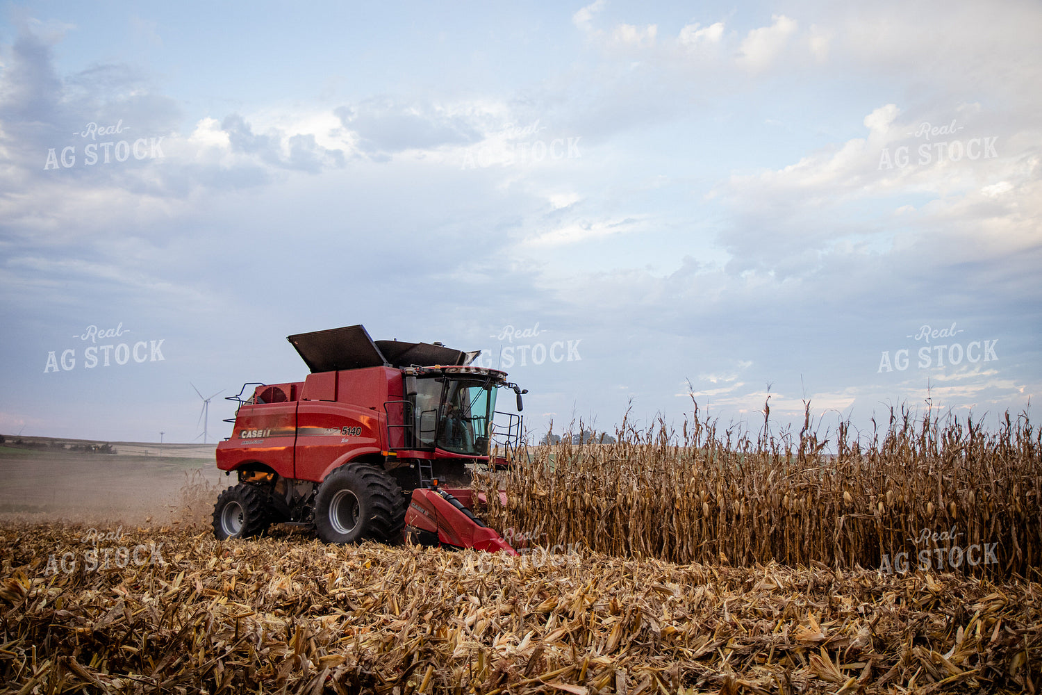 Corn Harvest 268211