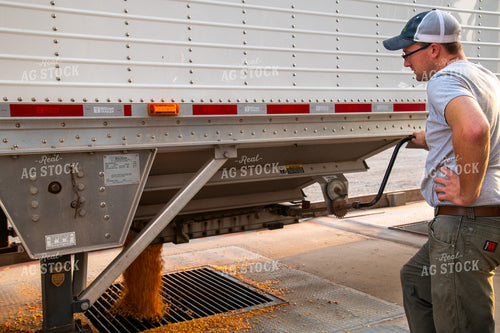 Farmer Unloading Corn from Hopper Bottom Semi to Grain Pit 25474