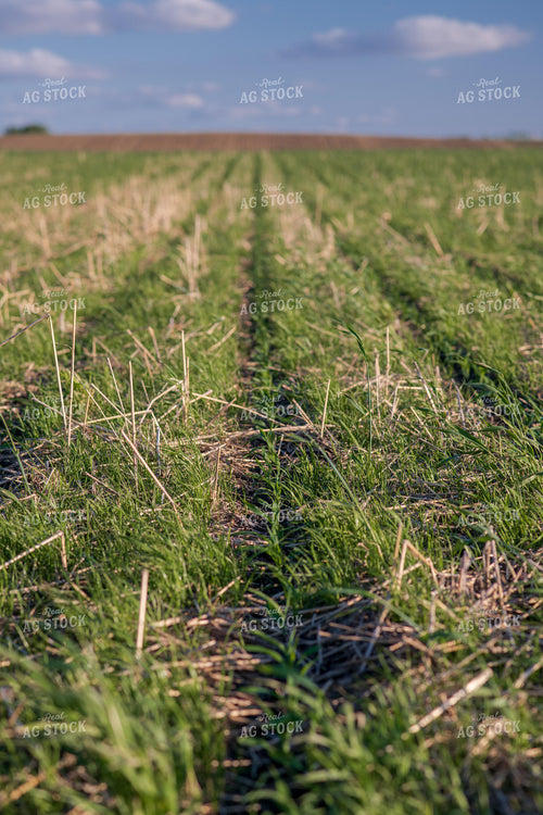 Cover Crop Field 76127