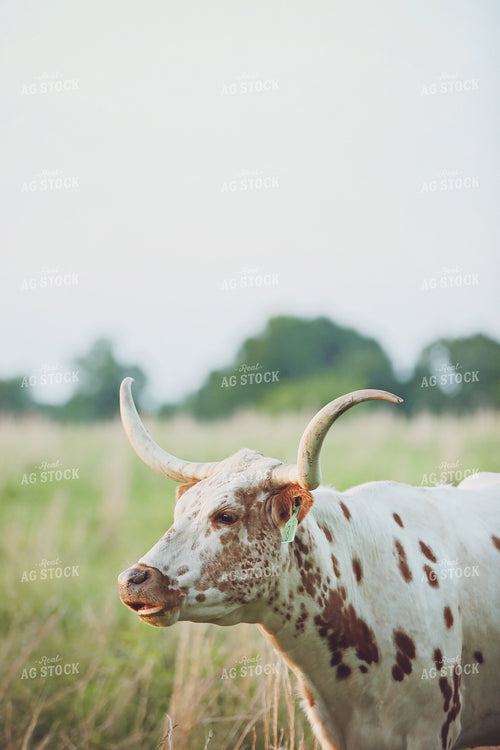 Cow in Pasture 127013