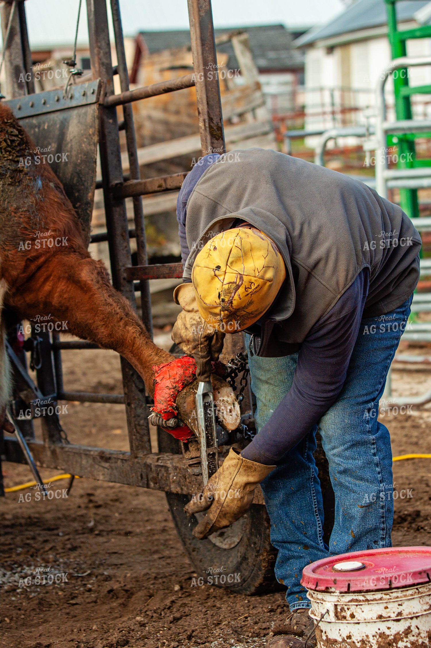 Trimming Hereford Cow Hoof 150036