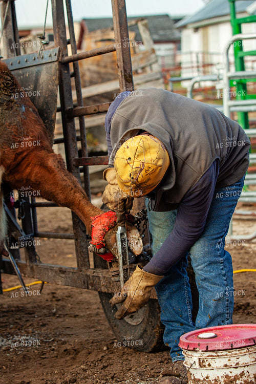 Trimming Hereford Cow Hoof 150036
