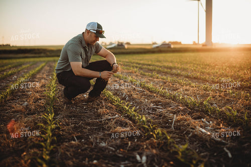 Farmer Agronomist Examining Triticale Cover Crop Residue in Corn Field 5905