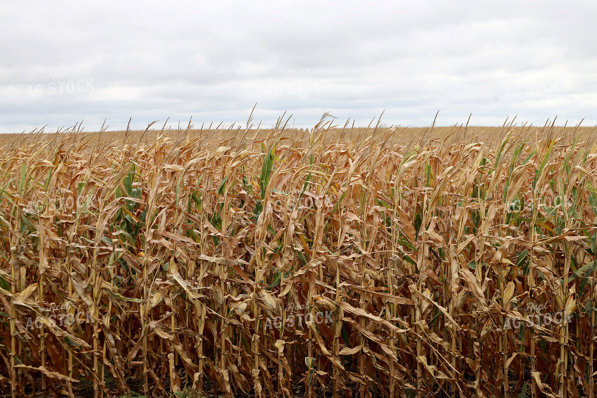 Dried Corn Field 141816