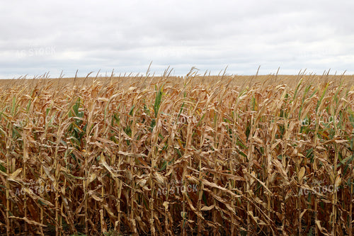 Dried Corn Field 141816