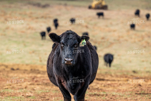 Black Angus Cattle 192035