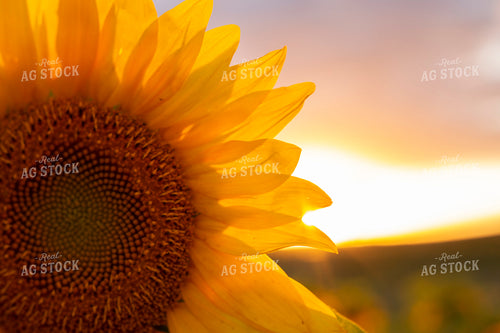 Sunflowers 2060