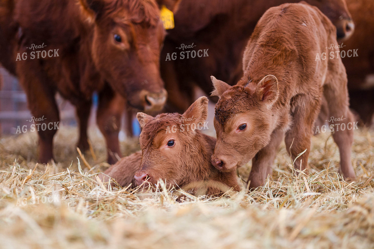 Calves 97255