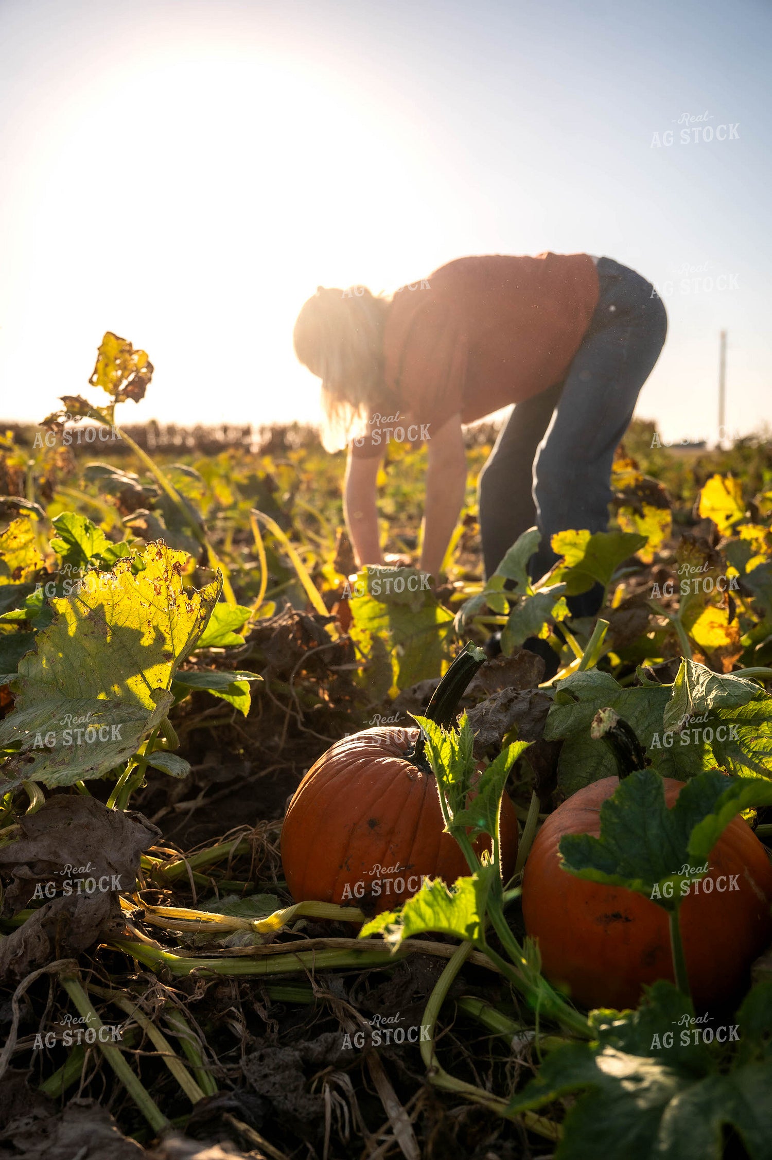 Farmer in Pumpkin Patch 115861