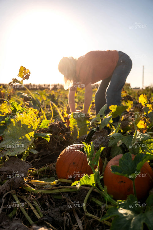 Farmer in Pumpkin Patch 115861