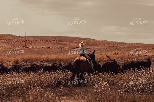 Moving Cattle on Horseback 58184