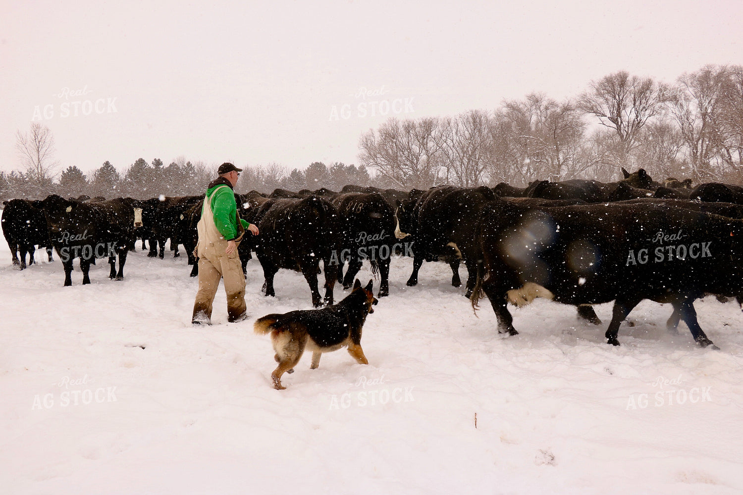 Cattle Producer Checking Snowy Cattle 299241