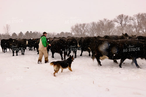 Cattle Producer Checking Snowy Cattle 299241