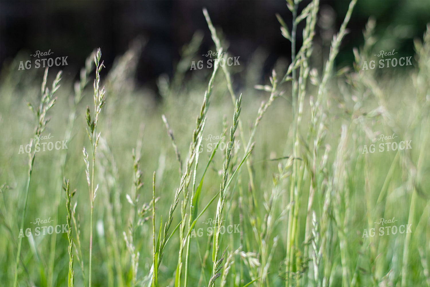 Pasture Grass Close Up 50102