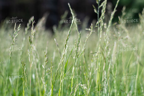 Pasture Grass Close Up 50102