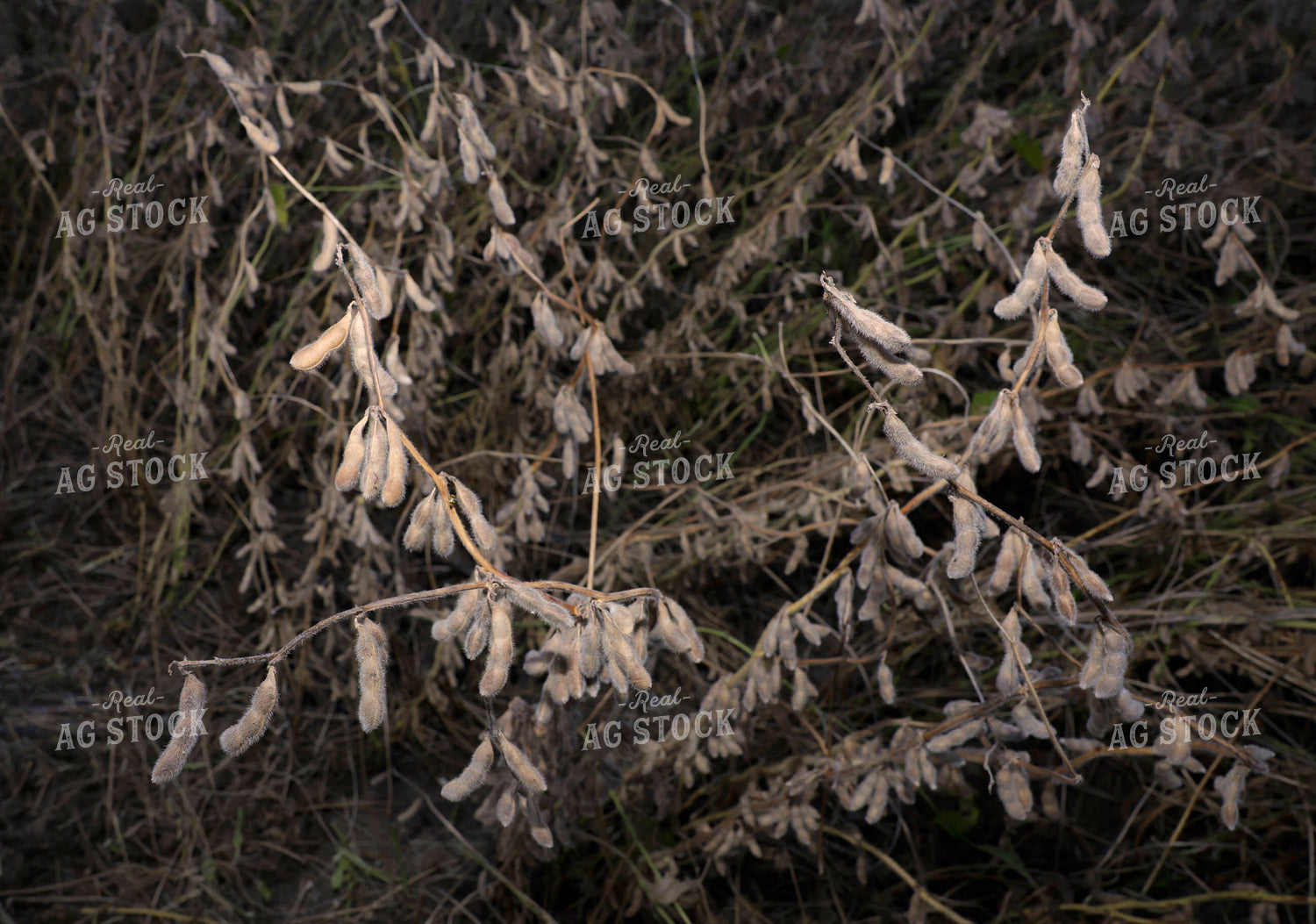 Soybean Field 129157