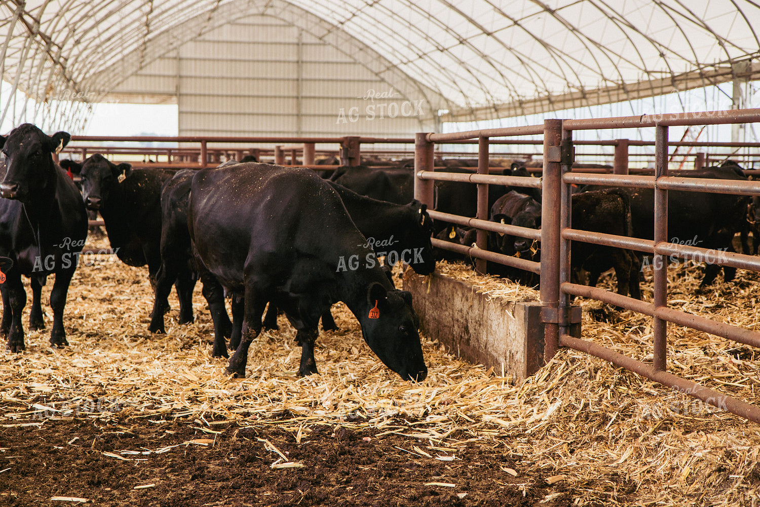 Cattle Eating Silage 67413