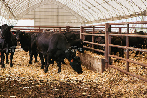 Cattle Eating Silage 67413