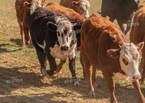 Cattle Grazing on Cover Crop 231104