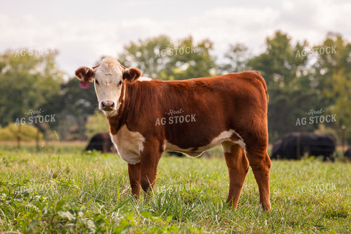 Hereford Show Cattle 52756