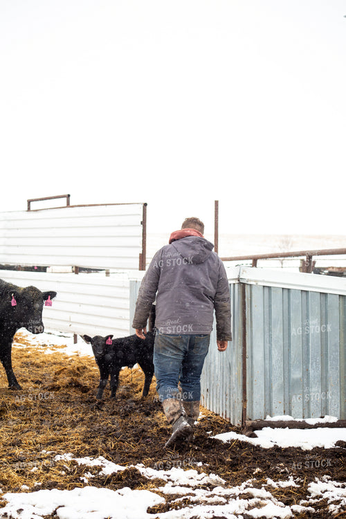 Farmer Checking Cow Calf Pairs 155423