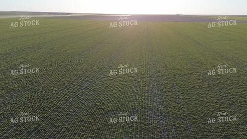 Aerial of Early Season Wheat Field 190030