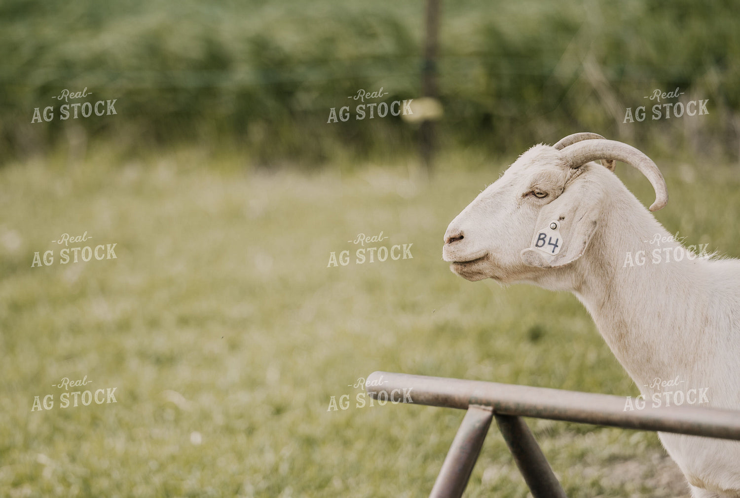 Goats 185136