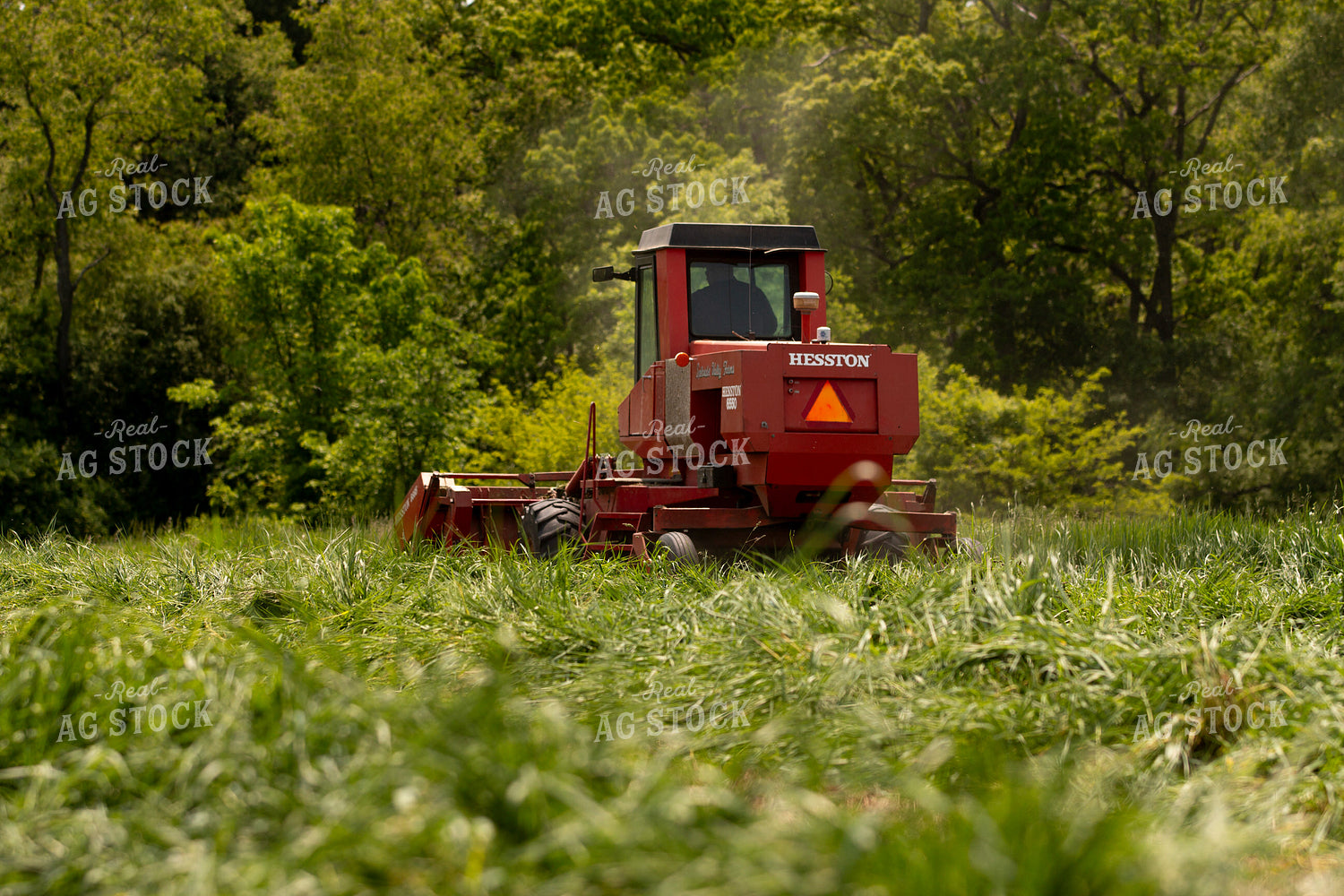 Harvesting Wheat for Baleage 157211