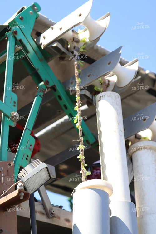 Planting Artichokes 102122