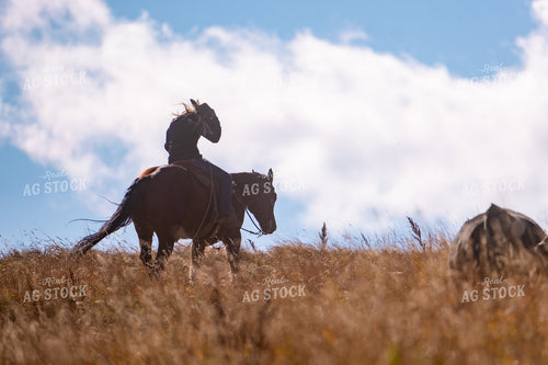 Rancher Herding Cattle on Horseback 163029