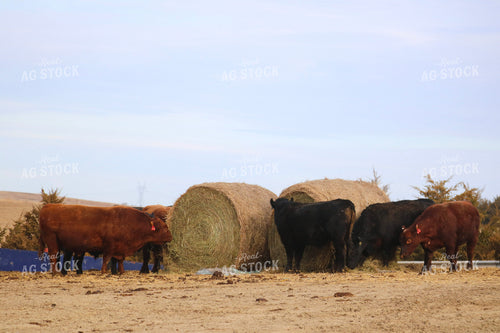 Angus Cattle on Pasture 82195