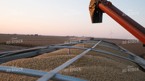 Soybeans in Semi Trailer 26061