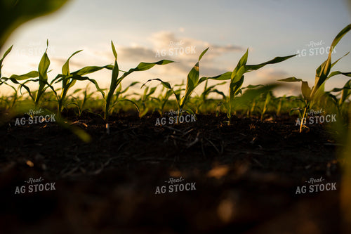 Early Growth Corn 6327