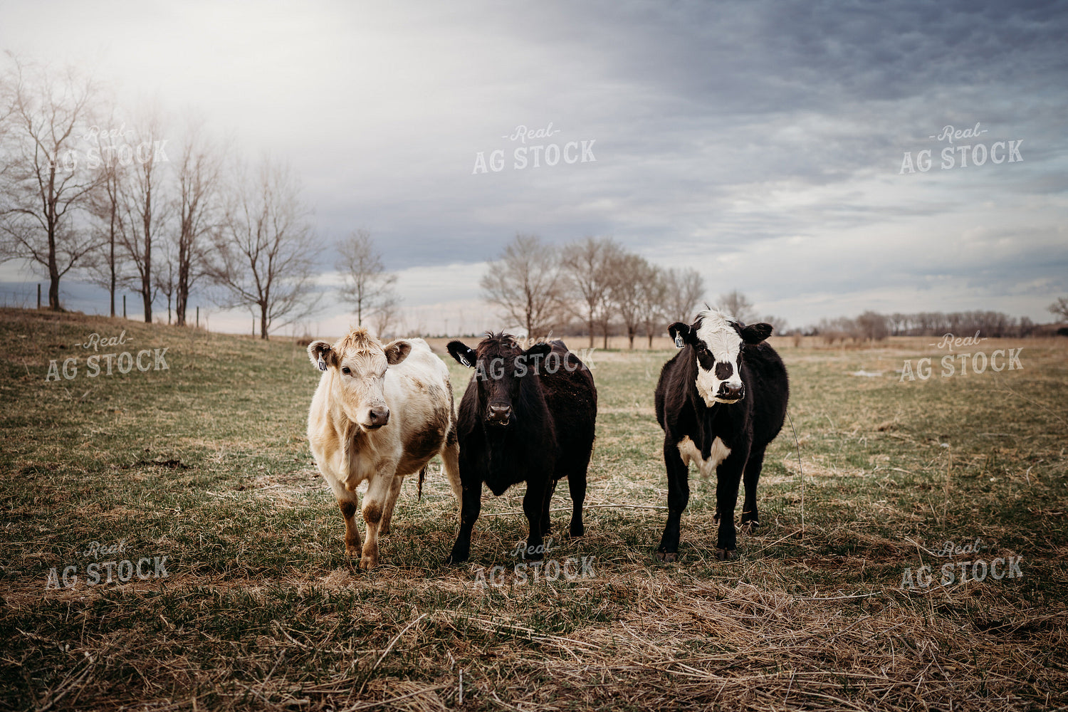 Cattle on Pasture 196259