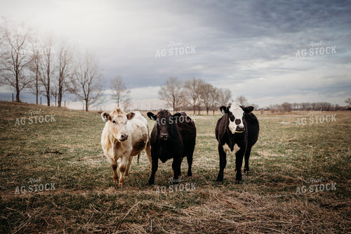 Cattle on Pasture 196259